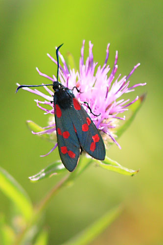 Zygaena filipendulae (Six-spot_Burnet).jpg